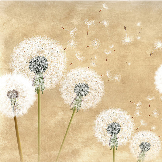 Golden Dandelion